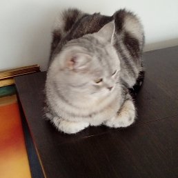 ���, ������, 53 ����