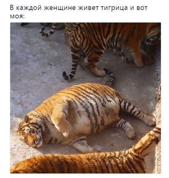 Зоя Арефьева.ЖЕНЩИНА И ТИЛИФОН-2-Скока я прошла?-Три тысячи шагов.-Три тысячи полчаса назад было!-Мы ...