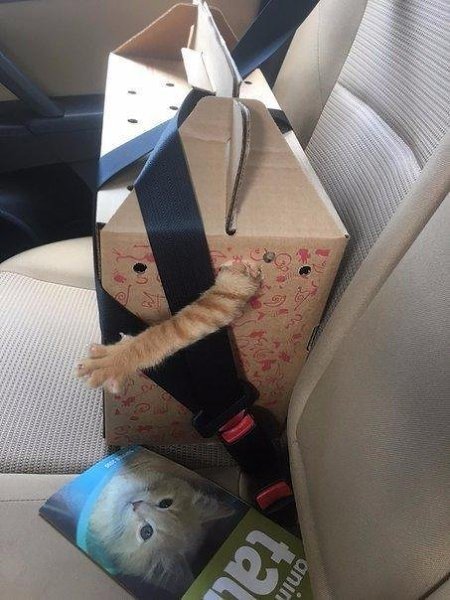 Бедный котя)) Хозяевам нужно подсказать, как перевозить котов