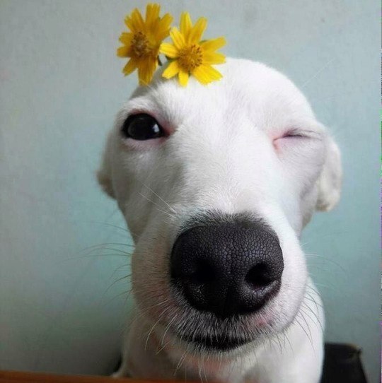 eeee apoee - 2
