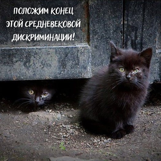 Black cats metter - 3