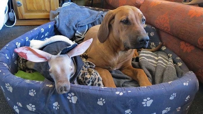 B o  o   o  o o,  o o o ... - 8