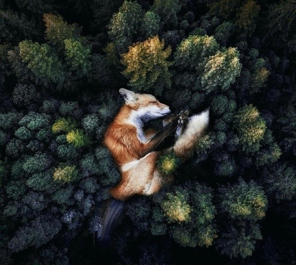   ,   .