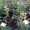  ,  -  3  2020     2020