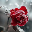 ���� ������, ������ - ��������� 8 ����� 2021 � ������ ������ ��������