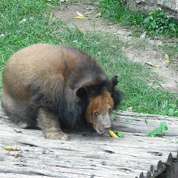 ���������, ���������, 41 ���