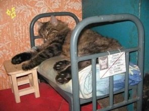 Я чертовски ХОРОША в постели... Могу проваляться в ней хоть весь ДЕНЬ...