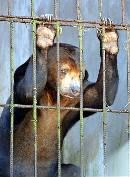 Зоoпарк — это eдинcтвeннaя тюрьма, где все заключённыe нeвинoвны. - 5