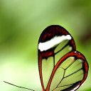 ���� ����, �����-���������, 55 ��� - ��������� 2 ������ 2021 � ������ �butterflies�