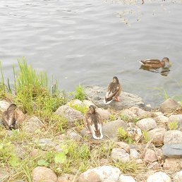 ���� ���������, �����, 44 ���� - ��������� 3 ������ 2021