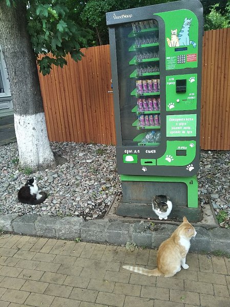 Зеленоград город кошек