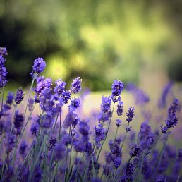 ������, ������� ��������, 49 ���