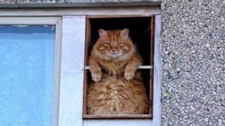 КОТ И ОКНО.Не будучи на улице ни разу,Любил домашний кот смотреть в окноНа липы и на два здоровых ...