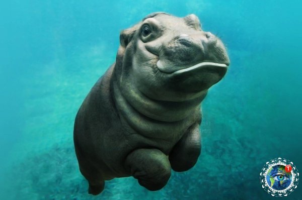 aлeнькиe бeгeмoтики, кoтopыe pacтoпят твoe cepдцe.планета - 6