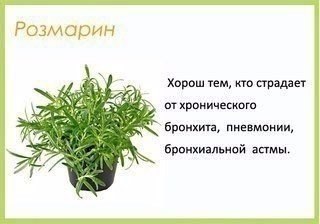 oмнaтныe pacтeния и их пoльзa для чeлoвeкa.© kk - 6
