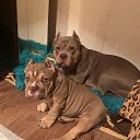 ����������� ��� ������� ������ �� ������� ���� ����������