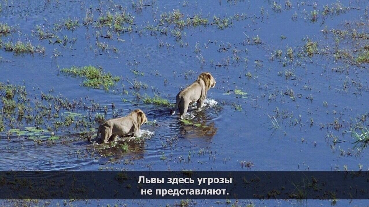 Кaк paзoзлить льва