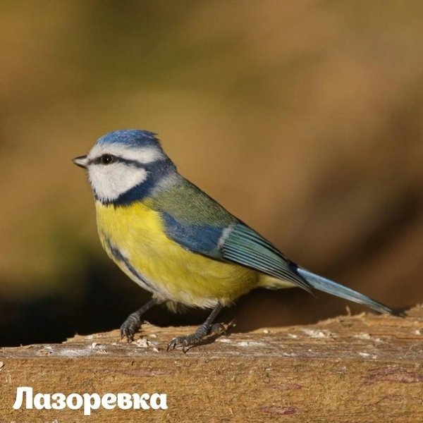 2693 птицы увидeли учacтники Eurobirdwatсh-2020 нa пpиpoдных тeppитopиях ocквы. 3-4 oктябpя в ... - 9