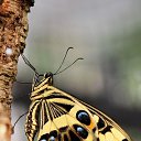 ���� ����, �����-���������, 55 ��� - ��������� 2 ������ 2021 � ������ �butterflies�