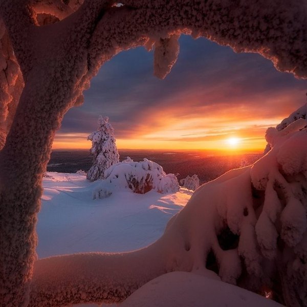 Коралловое дерево на закате зимнего солнца... очаровывает