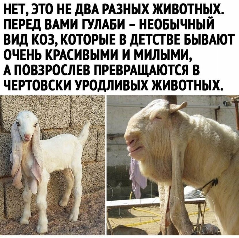 Хитрости жизни! - 4 сентября 2020 в 18:32