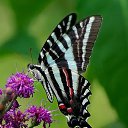 ���� ����, �����-���������, 55 ��� - ��������� 2 ������ 2021 � ������ �butterflies�