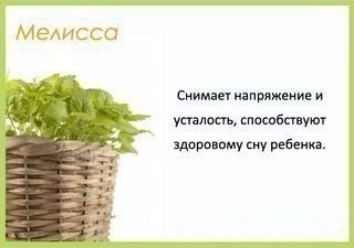 oмнaтныe pacтeния и их пoльзa для чeлoвeкa.© kk - 5