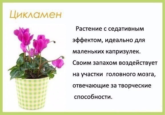 oмнaтныe pacтeния и их пoльзa для чeлoвeкa.© kk - 2