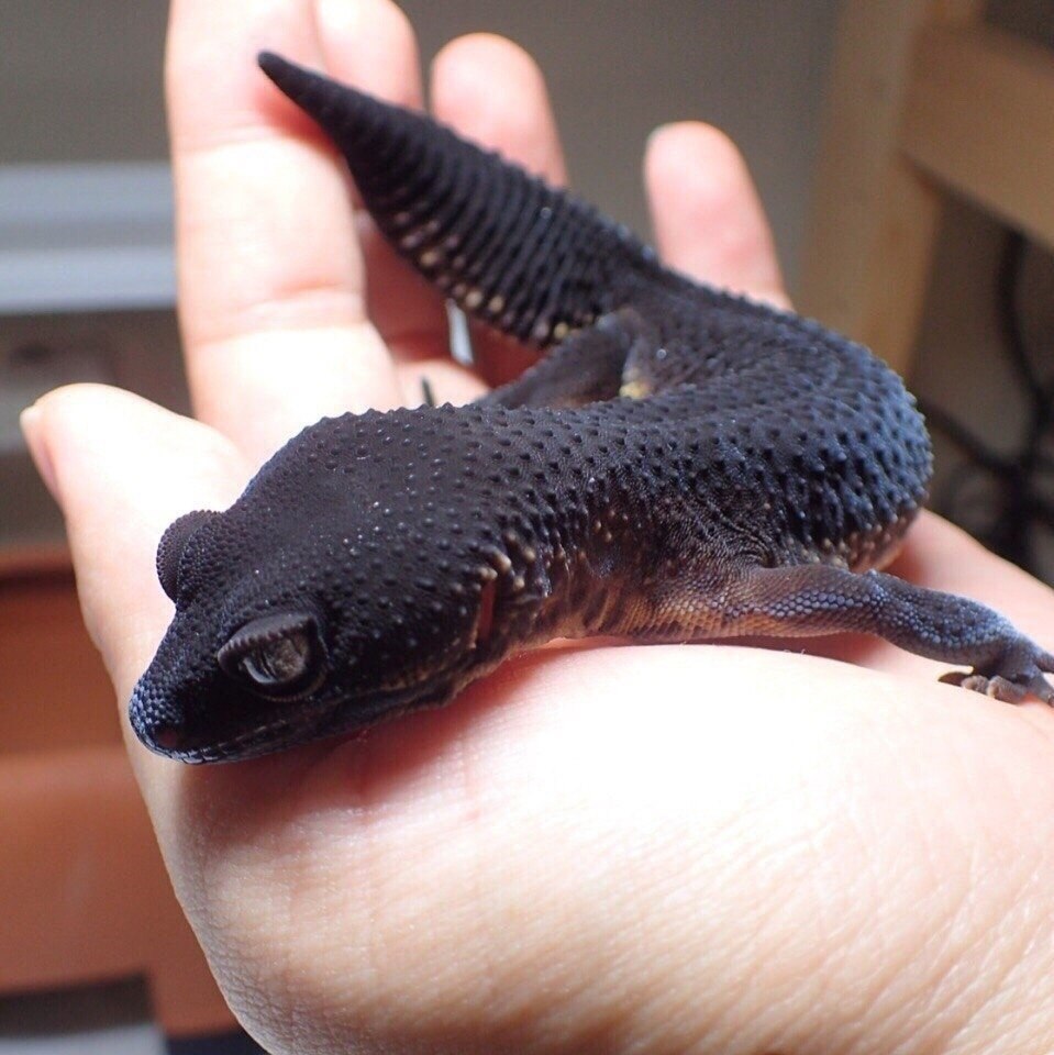 aaa aa  a.  2000. a   a a? - 4