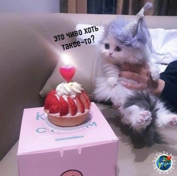 opoo o o aooo c caoc: anim aea 