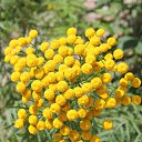 ���� ������, �������� - ��������� 21 ������� 2020 � ������ ���� ����������