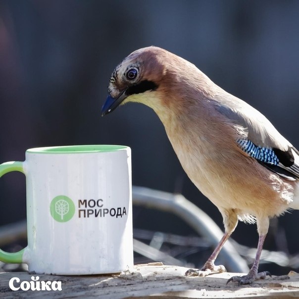 2693  e ac Eurobirdwath-2020 a ppo eppop oc. 3-4 op  ... - 7