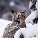 ���� ���� /�����, ������ - ��������� 21 ������� 2020 � ������ ���� ����������