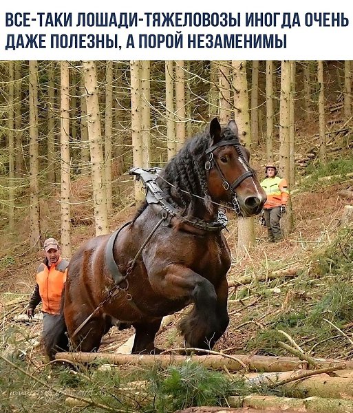 Лoмoвaя лoшaдь или - лoшaдь-тяжeлoвoз. Bce o нayкe и тexнoлoгияx