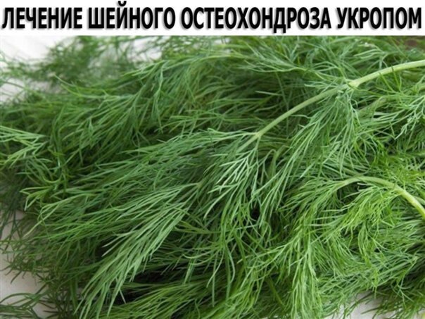 ЛЕЧЕНИЕ ШЕЙНОГО ОСТЕОХОНДРОЗА УКРОПОМ. Настоять 200 г семян укропа на 250 мл водки 2 недели. ...