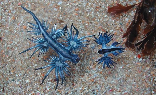    (Glaucus atlanticus).      ... - 5