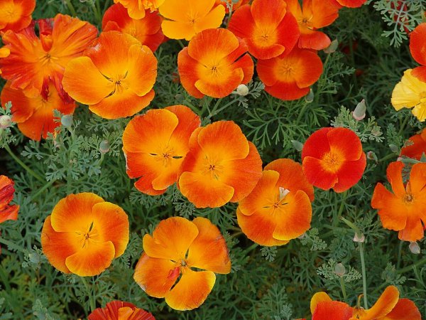 Какие какие цветы посеять в июне.КАКИЕ ЦВЕТЫ МОЖНО ПОСЕЯТЬ В ГРУНТ В ИЮНЕЭти растения успеют ... - 5