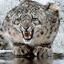  Wild Cat,  -  21  2020    