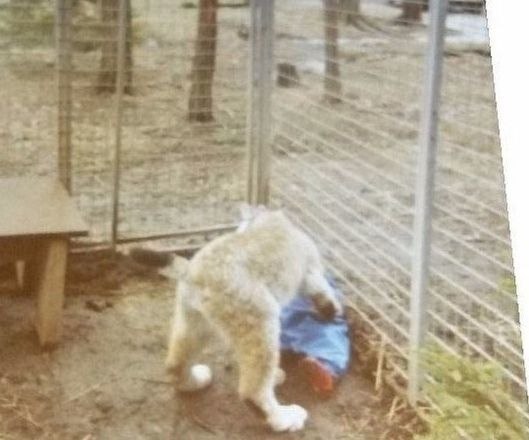 ���� � ������� �� ������ ������� �� ����, �� ��� ��������).������ - 4