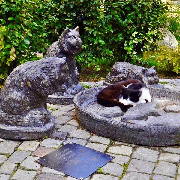 Зеленоград город кошек