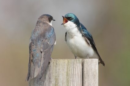 ,  ,   .    . ,   .      .   ...