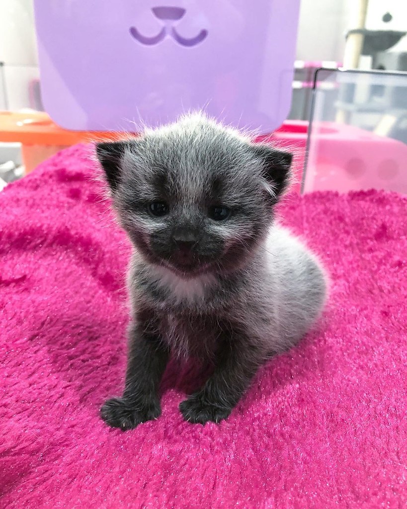  Fever Coat ( ) - ,      ,  ... - 4