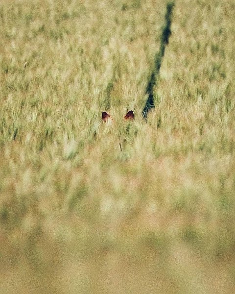 Imaginary world - 2  2021  19:21