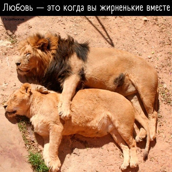 Не жирненькие, а пухленькие.. А самое главное - счастливые!