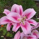 ���� Withyou/// Withoutyou, ������ - ��������� 5 ������� 2020 � ������ ���� ����������