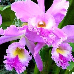 ������, �����������, 53 ����