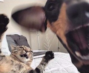 Когда бесите друг друга, но раздельно существовать не можете: - 3
