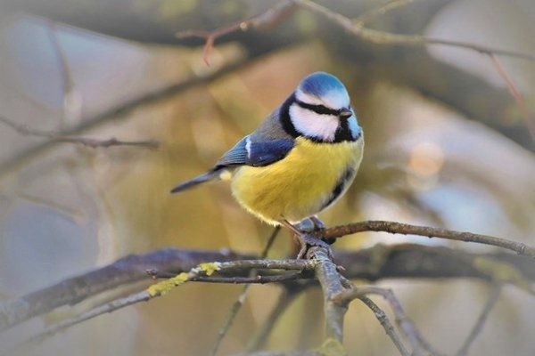 oc c eo ce eoo occ o c ooeo   Eurbirdwatch-2020. e ...