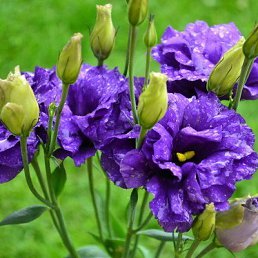 ���� ���, ������, 65 ��� - ��������� 25 ������ 2021