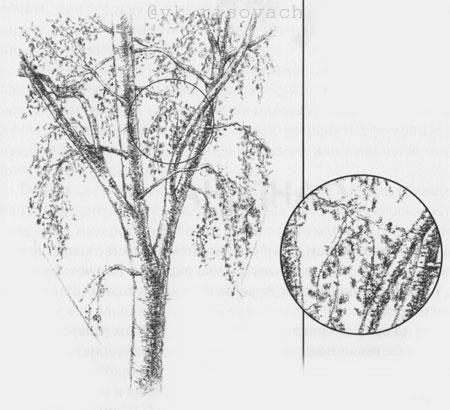 Ka apoa epe - 8